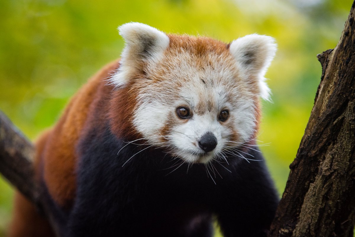RedPandaNetwork's tweet image. What is your favorite zoo to visit to see red pandas?
When you're there, don't forget to thank the staff for #NationalZookeeperWeek! 🙏We're grateful to the red panda keepers all over the world for taking care of our zoo friends. 🐾
📸 Mathias Appel
#nationalzookeeperweek2025…