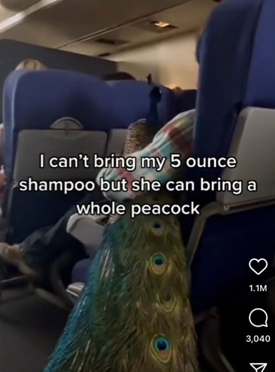 dinosaurs1969's tweet image. 