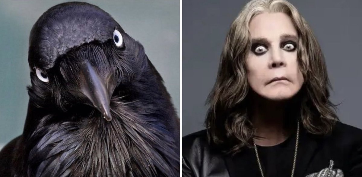 Dopplegangers: Raven, confidants to Odin, the God’s gatherers of knowledge &amp; Ozzy Osbourne who gave us Odin’s Court; “Misty horizons block your vision of the world. But the raven's eyes will show you all you need to know” Rest easy Oz.