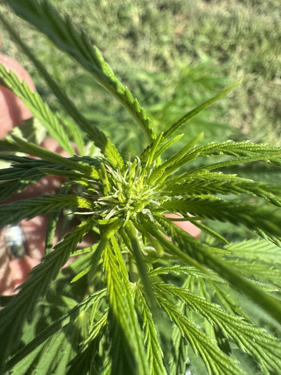 Setting up…should be harvesting around September 18-20th. CHERRY BOAT 🍒🚢🔥🔥🔥🔥