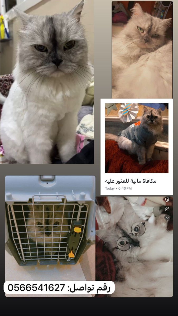 مكافأة ماليه لمن يجده 
قط شيرازي رصاصي عمره ١٢ سنه اسمه (نوتي)
القط خواف جدا لذا ممكن ان يختبئ في الاماكن الضيقه او تحت السياره
فقد يوم الاحد ٢٠٢٥/٧/٢٠ في جدة حي الفيصليه شارع يوسف ابن ناصر
لمن يجده او يراه يرجى التواصل مع هذا الرقم ٠٥٦٦٥٤١٦٢٧
#قط_مفقود 
#جده