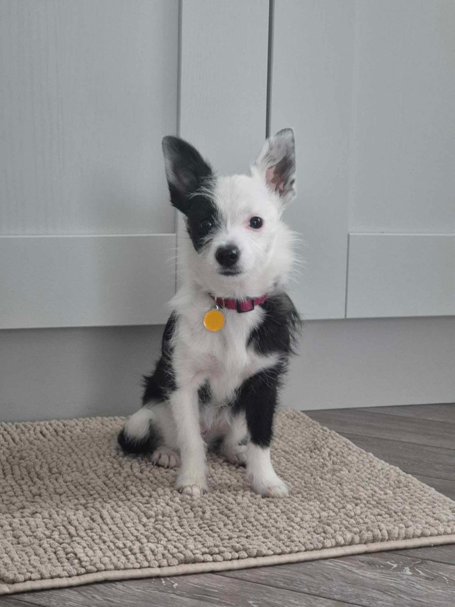 GalwaySPCA's tweet image. 10 month old Cheesecake, now Pika, needs life saving heart surgery.
Read her story here:-
gspca.ie/blogs/news/che…