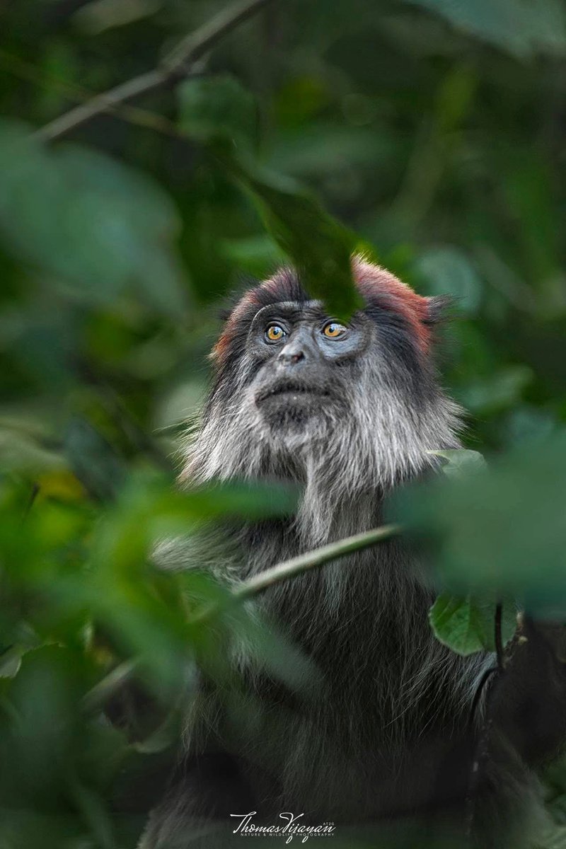 techieojo's tweet image. Ugandan Red colobus monkeys are found mainly in the canopy of Kibale National Park, this striking monkey is known for its reddish coat, dark face, and graceful movements through the treetops.

(image: Thomas Vijayan Photography)

#monkeys #wildlife #conservation #NatureBeauty