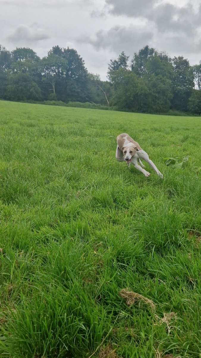 GalwaySPCA's tweet image. Young whippet boy Deeks has joined our Heathlawn family after waiting a few weeks in the County Pound for a kennel space.
A gorgeous boy who is full of fun and joy at being able to run freely around our fields this morning.
Lovely natured, confident and very handsome.