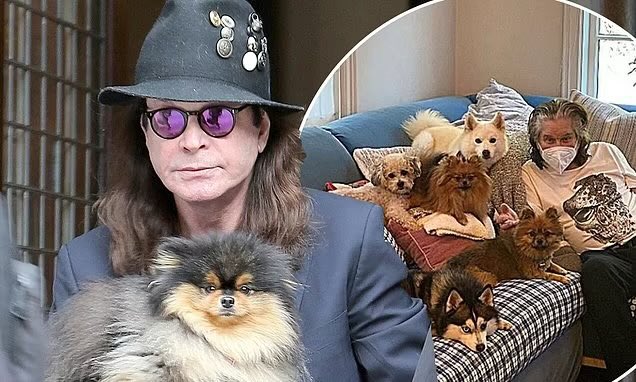 Ozzy is finally reunited with this pomeranian Rocky