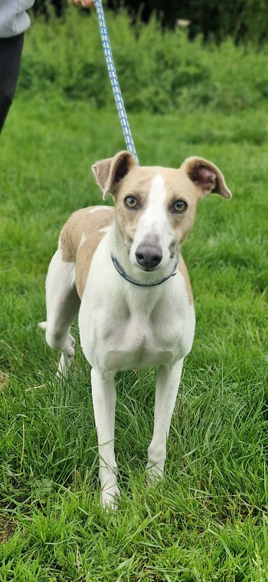 GalwaySPCA's tweet image. Young whippet boy Deeks has joined our Heathlawn family after waiting a few weeks in the County Pound for a kennel space.
A gorgeous boy who is full of fun and joy at being able to run freely around our fields this morning.
Lovely natured, confident and very handsome.