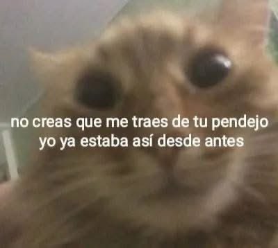 memefeos's tweet image. 