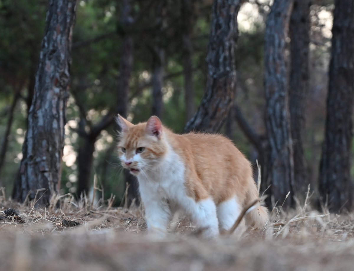 a1ienrat's tweet image. Woodland cats