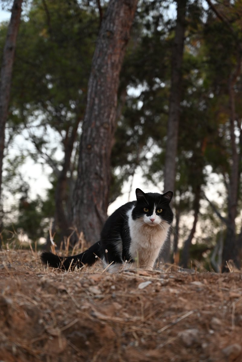 a1ienrat's tweet image. Woodland cats