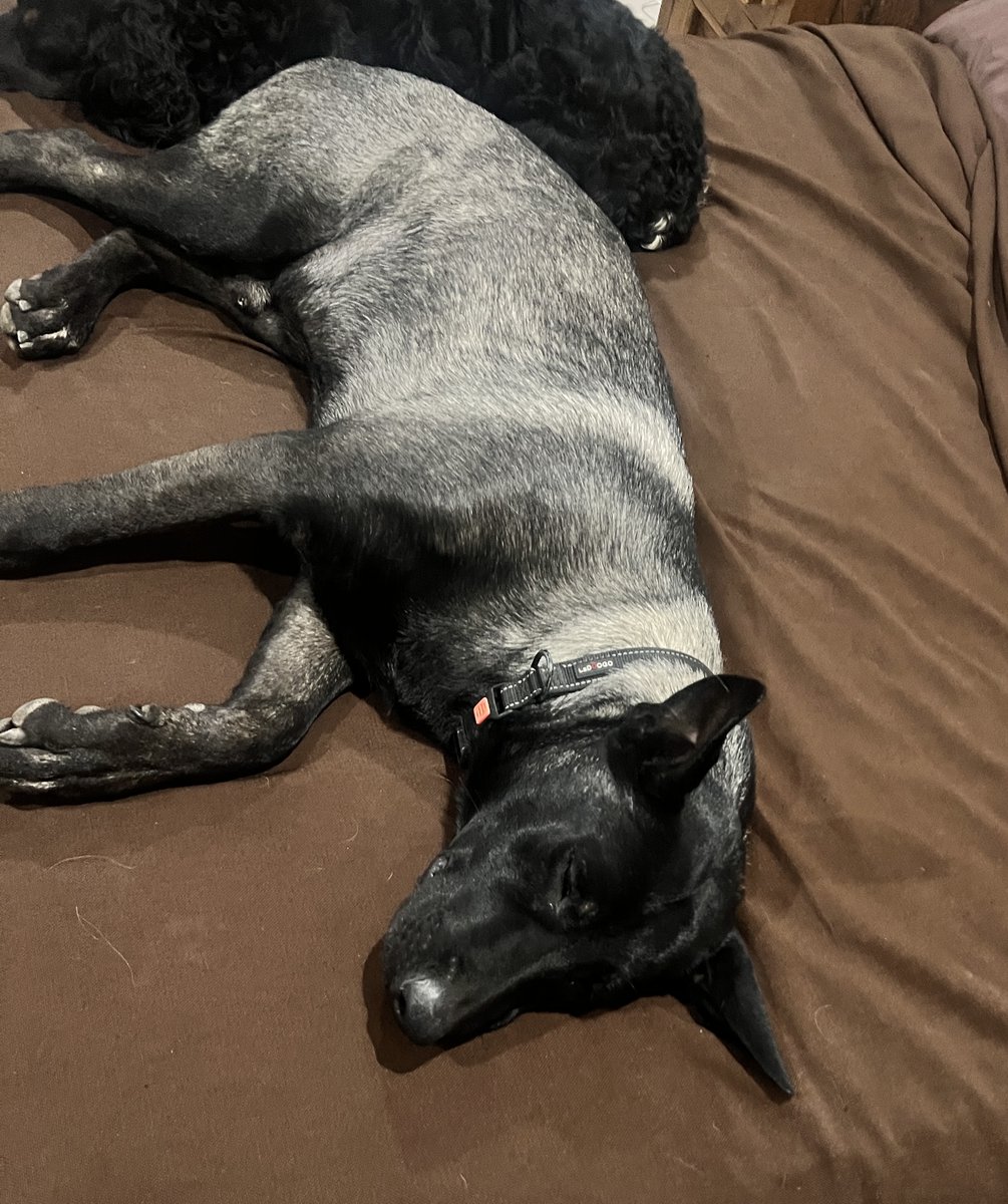 WillingWitness's tweet image. Six is so depressed with the last two weeks of hell. He was inside with these people and because they were let in by someone he trusted he didn't defend the house and he feels like he let me down and didn't do his job. These are incredibly emotional dogs. Breaks my heart