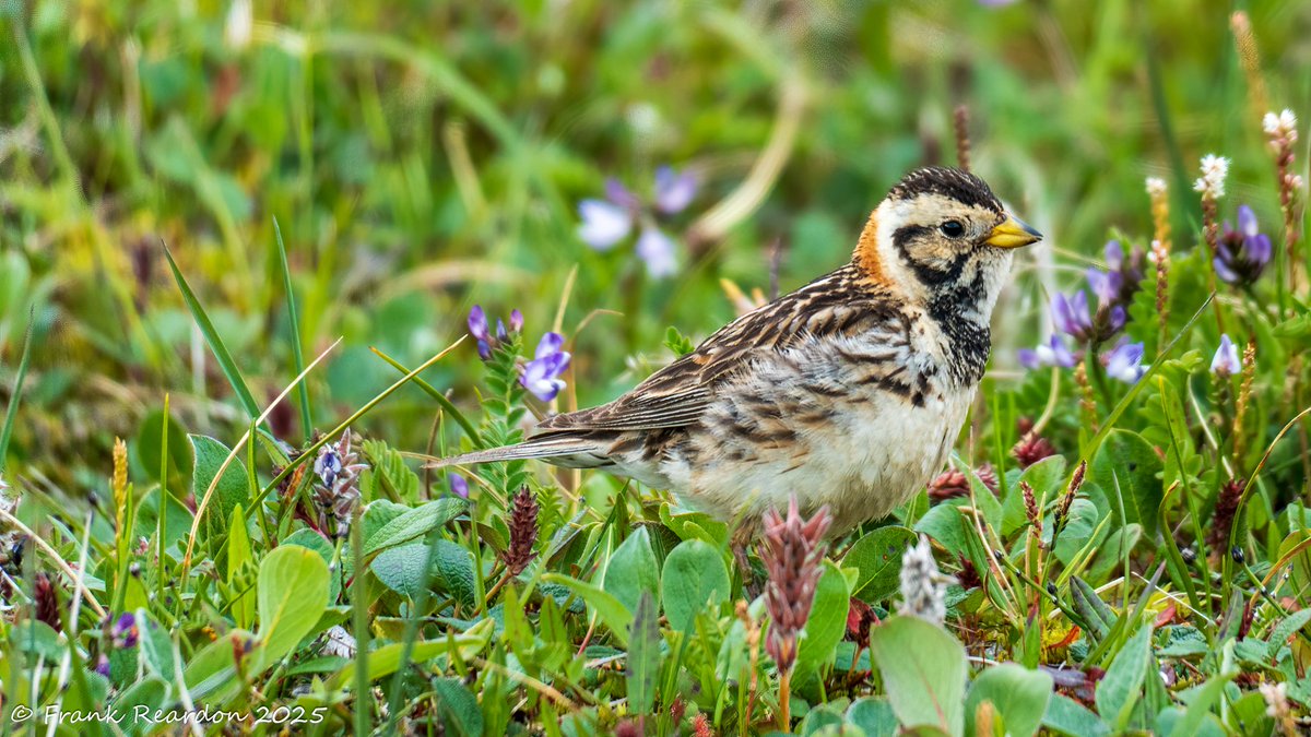 FrankReardon1's tweet image. A beautiful #Lapland longspur, aka the Lapland bunting here in #Iqaluit #Nunavut JUL.21.2025 #ArcticBirds