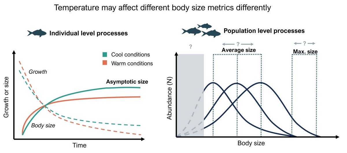 GlobalChangeBio's tweet image. Which Body Size Metrics Should Be Used for Assessing Temperature Impacts on Fish Growth and Size? 

🔗 buff.ly/6QDHY83