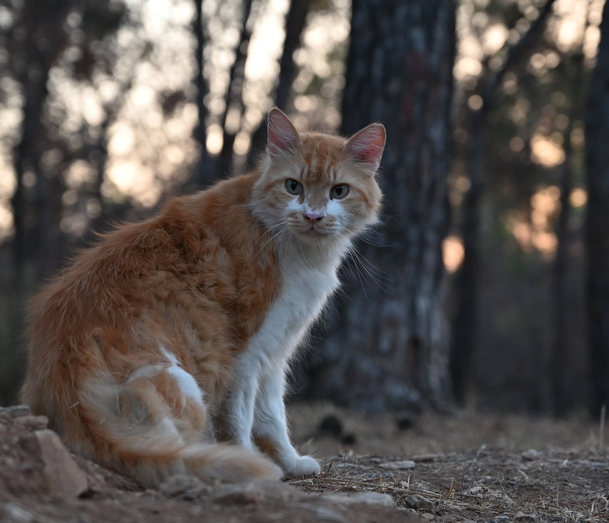 a1ienrat's tweet image. Woodland cats