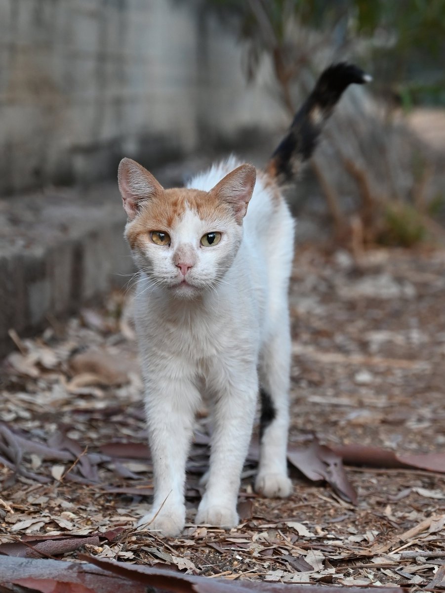 a1ienrat's tweet image. Woodland cats