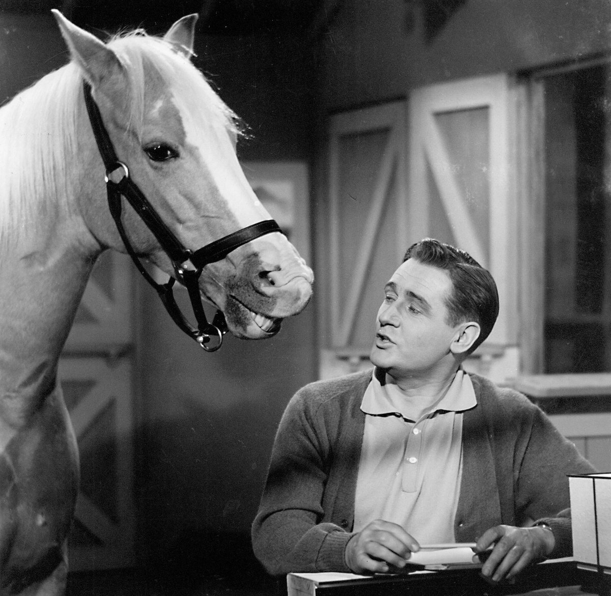 KettlebellDan's tweet image. crazy to think that a majority of the population doesn't know that Mr. Ed was a horse and in a generation or two no one will even care