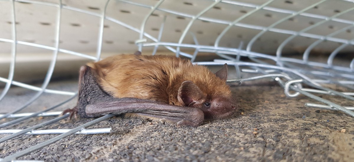 Caught this little night flyer hanging out on a rooftop! While bats play a big role in our ecosystem, they can cause big problems in your attic. Our humane approach keeps them safe and your home secure. 💚  #bat #infestation #colony #homeprotection #urbanwildlife #humane