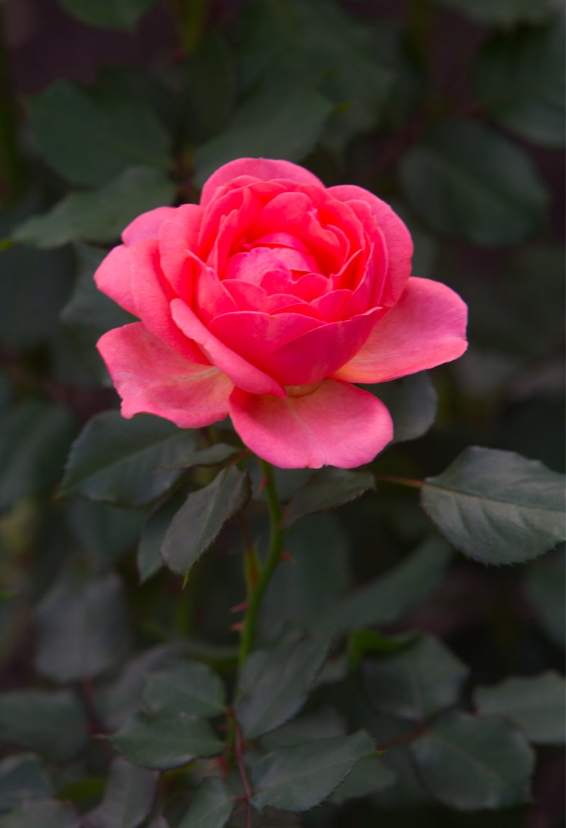 Run_fly_Smile's tweet image. Love is not just an emotion, it is a state of being. It is the realization of our true nature as beings of love and light 馃槉
Swami Vivekananda
#Love #Emotion #Being #Nature #Light #Rose #Vivekananda #Yoga