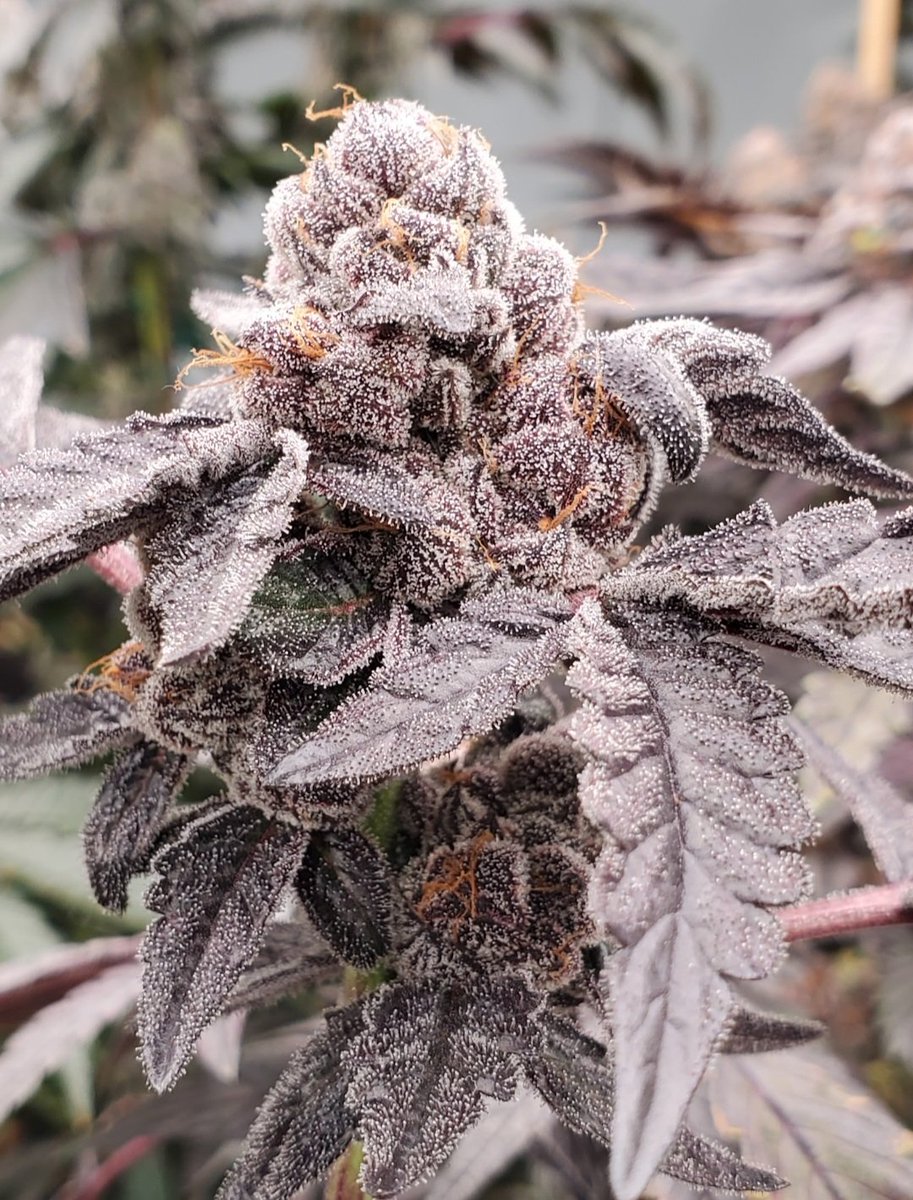 flavor.designer (@flavor_designer) on Twitter photo M.I.M.S= Ronnie Lott X Runtz
Made this cross in 2020 I didn't release it in seed form due to a contract that went bad, this is one of my keeper cuts, she will be hittin <a href="/FirstClass818/">First Class Genetics</a> menu plz contact him to place your order π«ππ¨π¨π¨ M.I.M.S= Ronnie Lott X Runtz
Made this cross in 2020 I didn't release it in seed form due to a contract that went bad, this is one of my keeper cuts, she will be hittin <a href="/FirstClass818/">First Class Genetics</a> menu plz contact him to place your order π«ππ¨π¨π¨