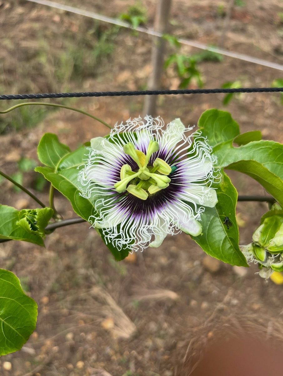 BILANGA FOREVER 

Chaque matin, ces feuilles me parlent… Elles me disent : Continue, tu es sur la bonne voie.
Gratitude à Dieu pour cette belle croissance. 💚

Le testeur de sol ne remplace pas nos mains, mais il les guide.
Il nous aide à mieux connaître notre terre, pour lui
