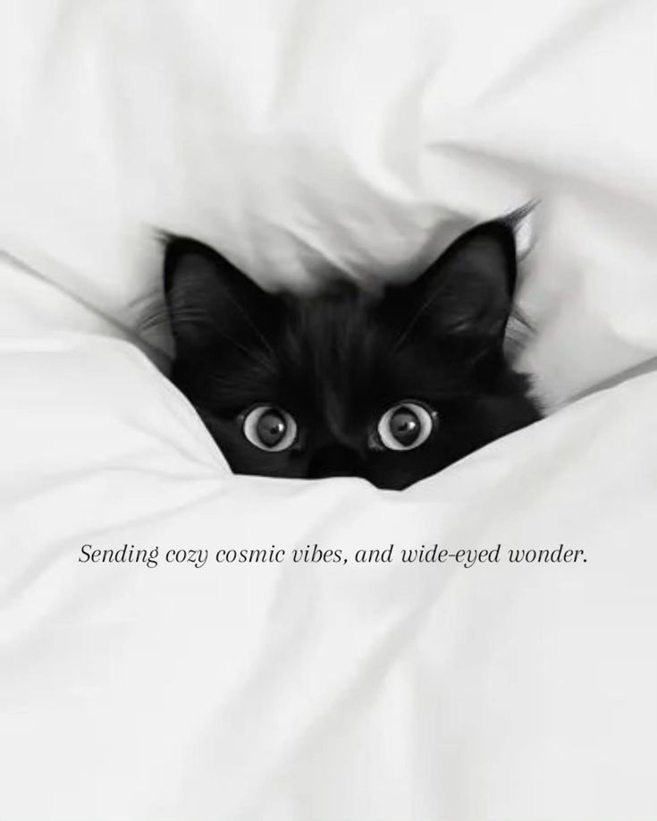 MQuigley1963's tweet image. Good morning, tweethearts. Happy Wednesday. Well, my manuscript couldn't be recovered. Microsoft is sending Windows 11 documents to OneDrive and has created two documents: one in my Documents folder (the original draft) and one in OneDrive. I was working in the latter, but it was…