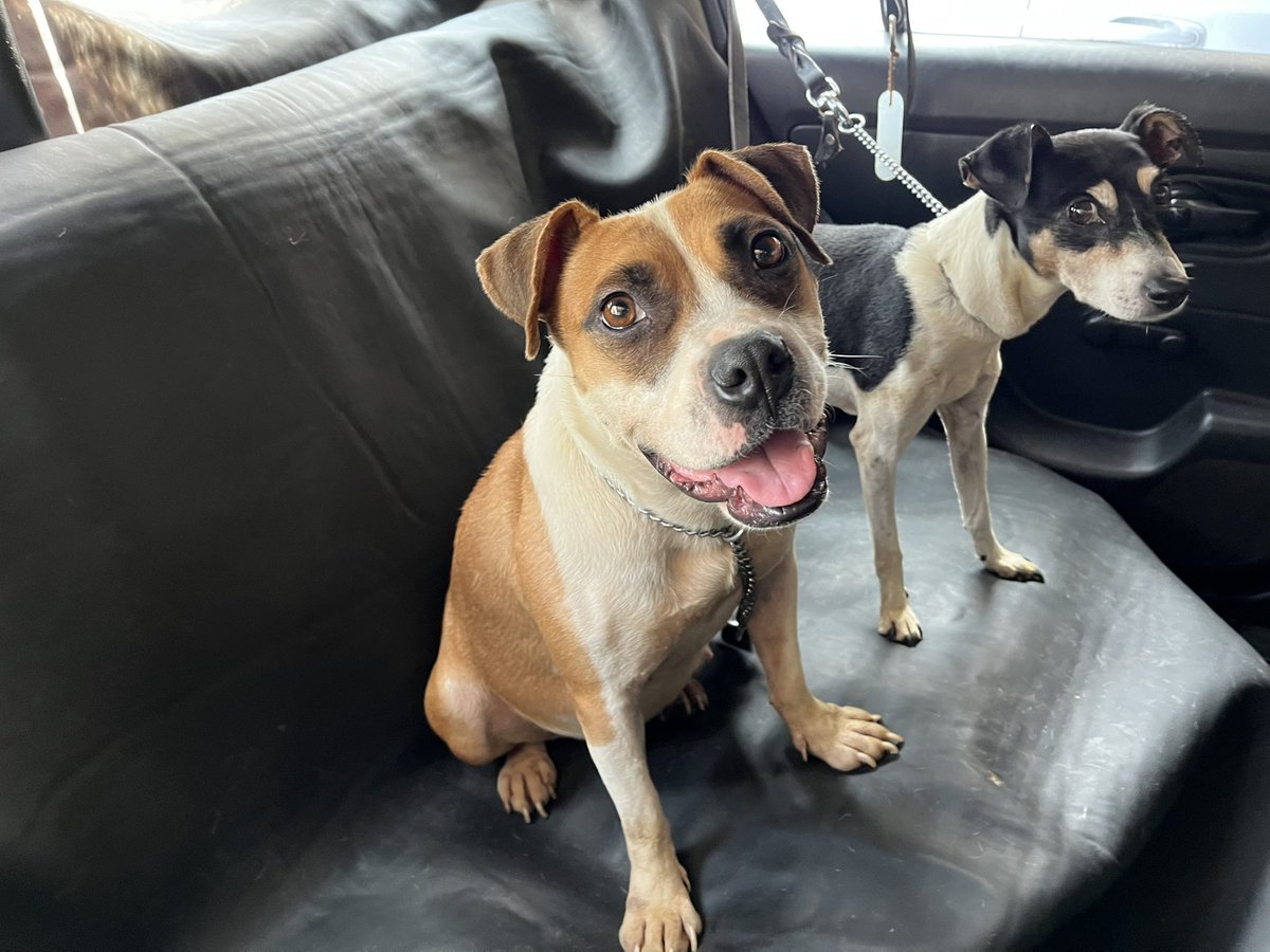 Bony y Lúa 🩷

Las dos buscan una familia.🥹

Estamos en CDMX.