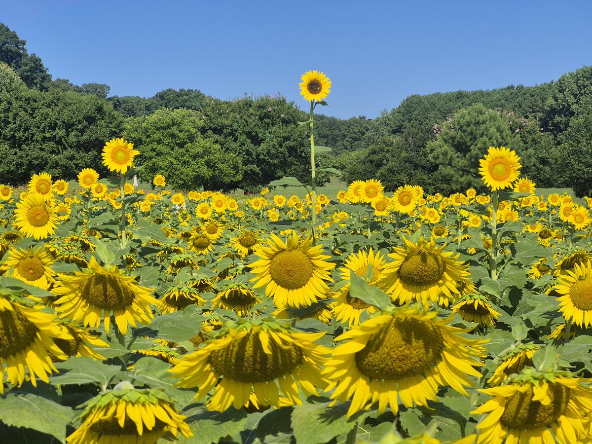Enjoyed our visit to the #sunflower field at #dixpark! #RaleighNC <a href="/RaleighGov/">City of Raleigh</a>