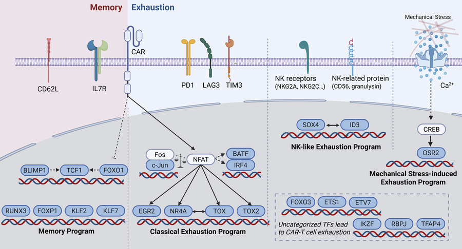 Waggoner Lab (@labwaggoner) on Twitter photo Review <a href="/JCI_insight/">JCI insight</a>
Enhancing the potency of CAR-T cells against solid tumors through transcription factor engineering
insight.jci.org/articles/view/… Review <a href="/JCI_insight/">JCI insight</a>
Enhancing the potency of CAR-T cells against solid tumors through transcription factor engineering
insight.jci.org/articles/view/…
