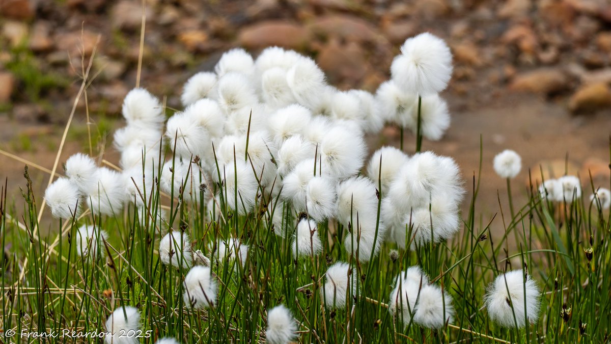 FrankReardon1's tweet image. #ArcticCotton (Eriophorum) in #Iqaluit #Nunavut JUL.21.2025 #ArcticFlowers