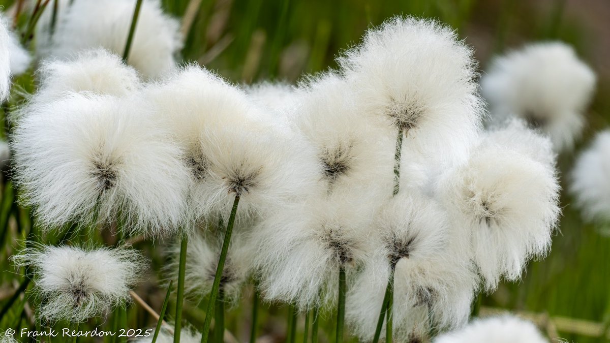FrankReardon1's tweet image. #ArcticCotton (Eriophorum) in #Iqaluit #Nunavut JUL.21.2025 #ArcticFlowers