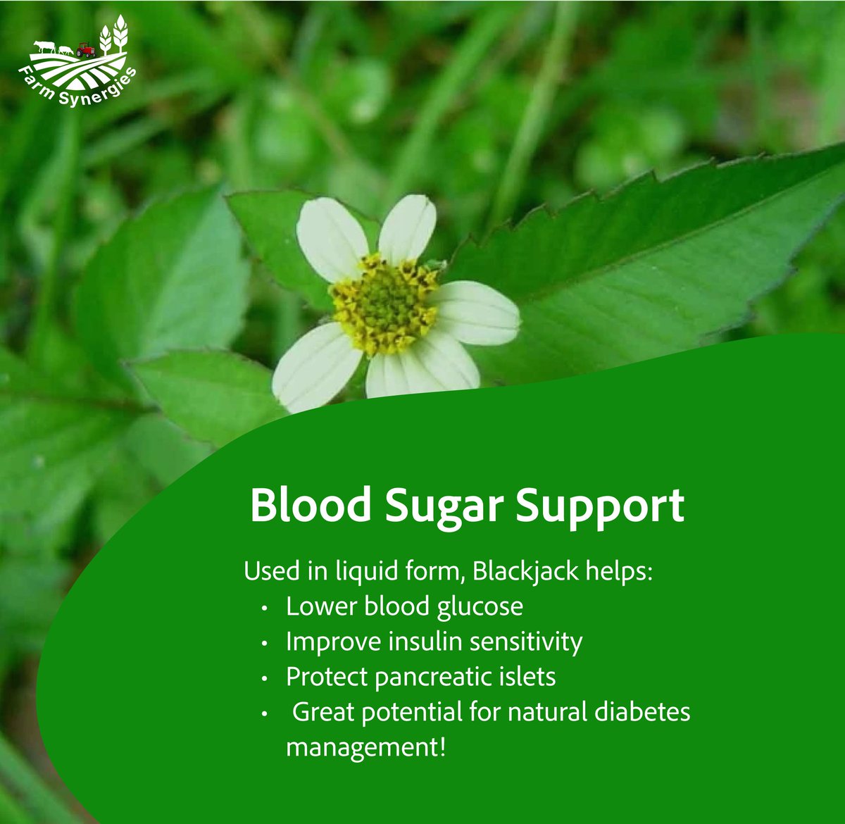 FarmSynergies's tweet photo. 🌿 From weed to wonder — discover the healing power of Blackjack. #NatureHeals #BlackjackPlant #FarmSynergies https://t.co/mGHYJbYAIa