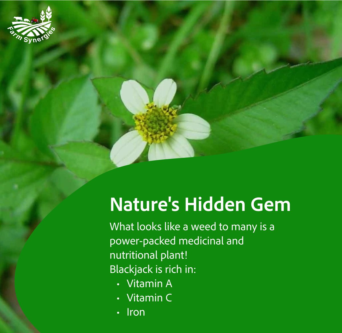 FarmSynergies's tweet photo. 🌿 From weed to wonder — discover the healing power of Blackjack. #NatureHeals #BlackjackPlant #FarmSynergies https://t.co/mGHYJbYAIa