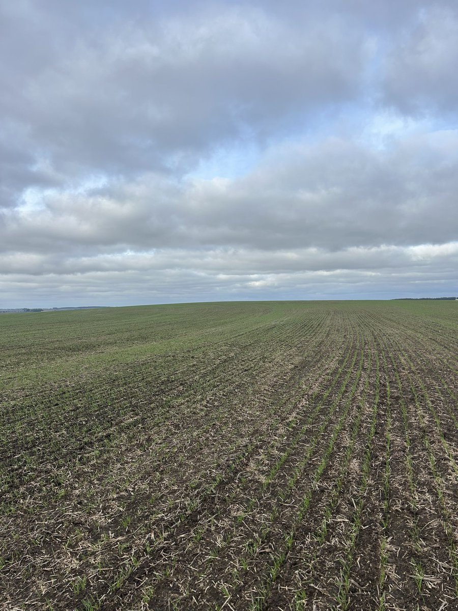 Siembra de trigo según curvas de nivel de la chacra