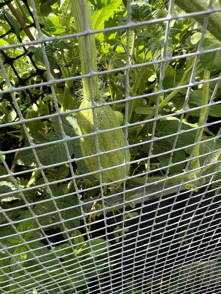 imTweenk's tweet image. Finally found a little watermelon 🤌🏾