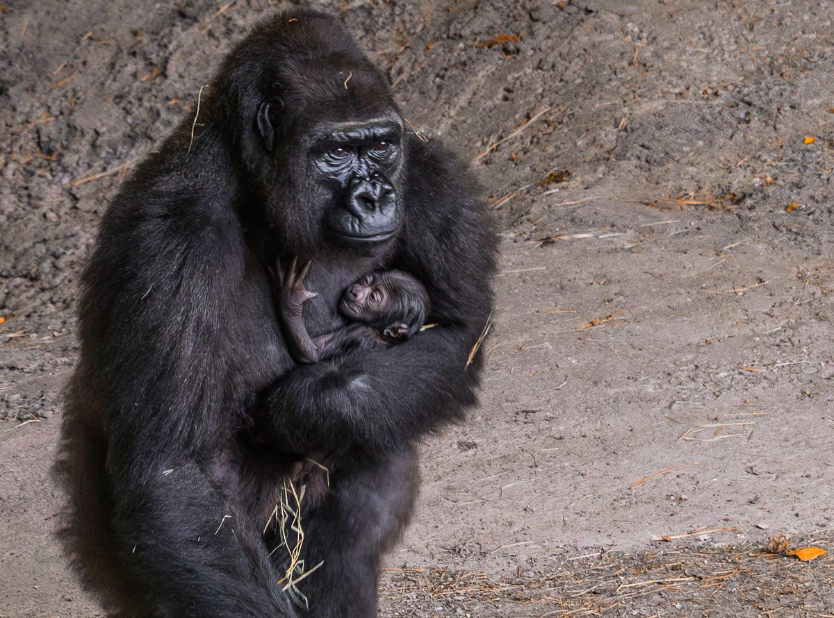 DallasZoo's tweet image. We’re thrilled to share more baby joy at the Zoo! 😍 Our 20-year-old gorilla Megan welcomed a healthy baby in the early hours of Friday, July 18. Both mom and baby are doing great and even made an appearance out on habitat for the very first time this past weekend!