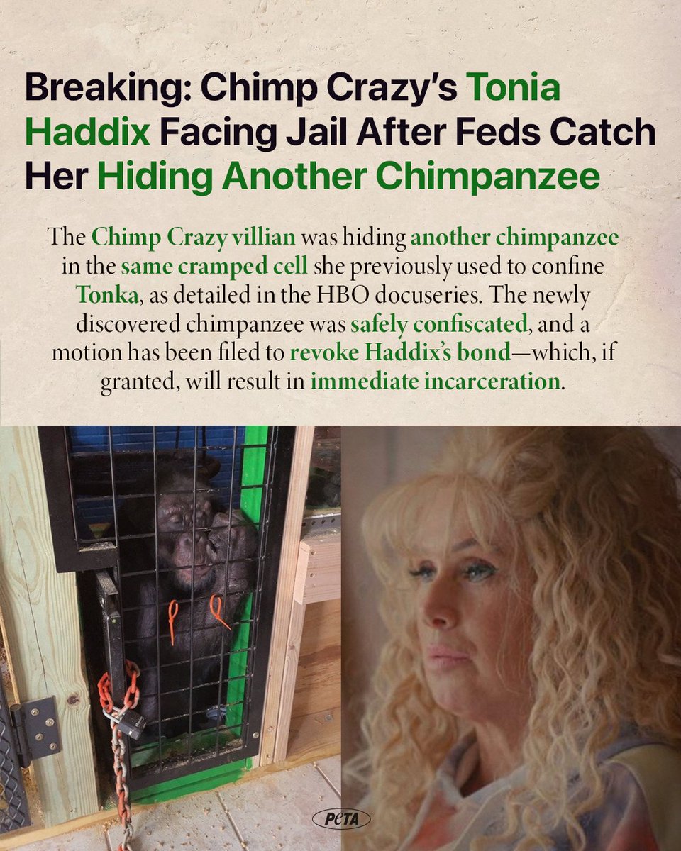 peta's tweet image. Tonia Haddix has again defied court orders & locked a chimpanzee in a basement cage, without the company of other chimpanzees, appropriate care, or the ability to feel sunlight & breathe fresh air.
The court must issue her the harshest possible sentence! peta.vg/43dv