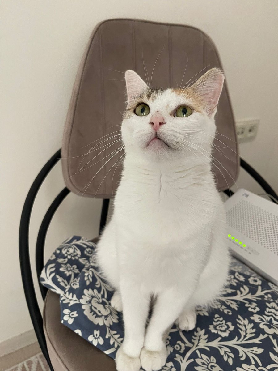 ACİL YUVA - ESKİŞEHİR VE ÇEVRE İLLER

Cumartesi günü geçici yuvası il dışına gidecek ve bu çocuğun gidecek yeri kalmayacak. 2-3 yaşında dişi ve gurul gurul bir kedi. Çok sessiz, sakin, kısır, masrafsız.