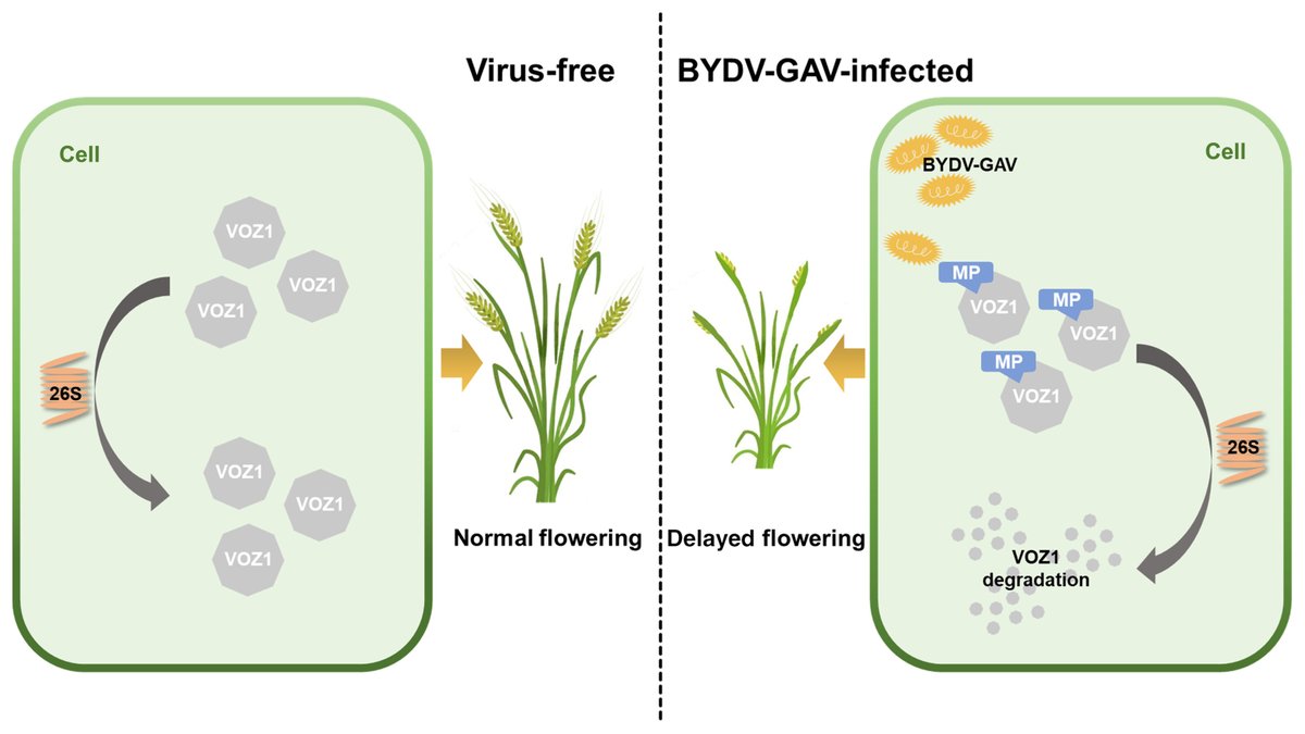 MPMIjournal's tweet image. Editor’s Pick! Dwarfing and yellowing, common symptoms of viral infections, significantly reduce crop yields. Yilin Zhang et al. found that infection by barley yellow dwarf virus-GAV (BYDV-GAV) leads to a delay in the flowering process, potentially diminishing grain yield in…