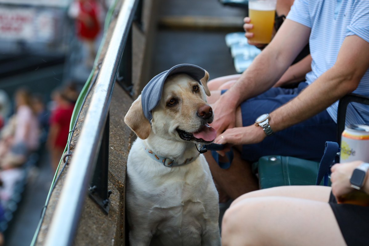 GoSquirrels's tweet image. This is an important reminder that you only have 4️⃣ more chances to bring your pup to The Diamond 🐶
Join us tomorrow night for Dress Like Your Dog Night! Swing by fan services to enter our contest which will award the best-dressed dog-and-human pairing in attendance for your…