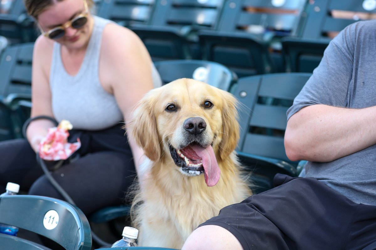 GoSquirrels's tweet image. This is an important reminder that you only have 4️⃣ more chances to bring your pup to The Diamond 🐶
Join us tomorrow night for Dress Like Your Dog Night! Swing by fan services to enter our contest which will award the best-dressed dog-and-human pairing in attendance for your…