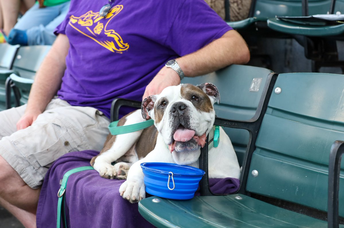 GoSquirrels's tweet image. This is an important reminder that you only have 4️⃣ more chances to bring your pup to The Diamond 🐶
Join us tomorrow night for Dress Like Your Dog Night! Swing by fan services to enter our contest which will award the best-dressed dog-and-human pairing in attendance for your…