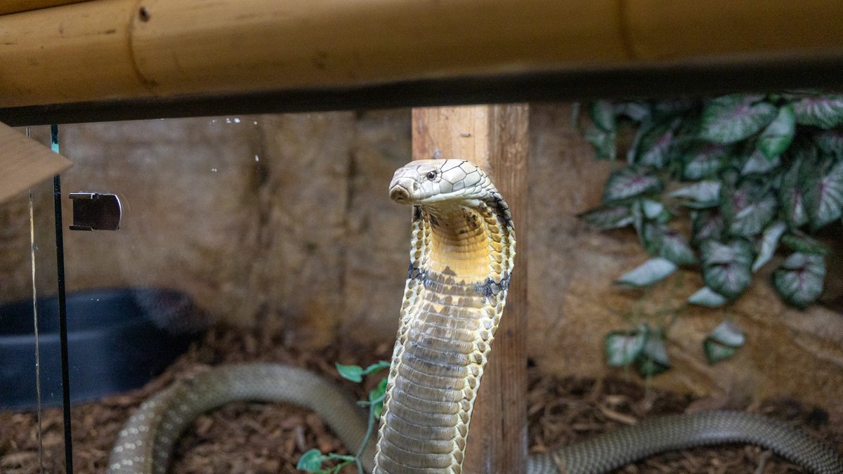 Jay Brewer - Prehistoric Pets tweet media