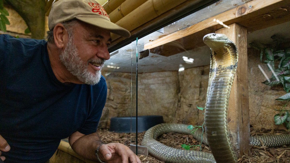 Our newest addition to @TheReptileZoo ! Our first King Cobra 🐍 Any name suggestions? XD