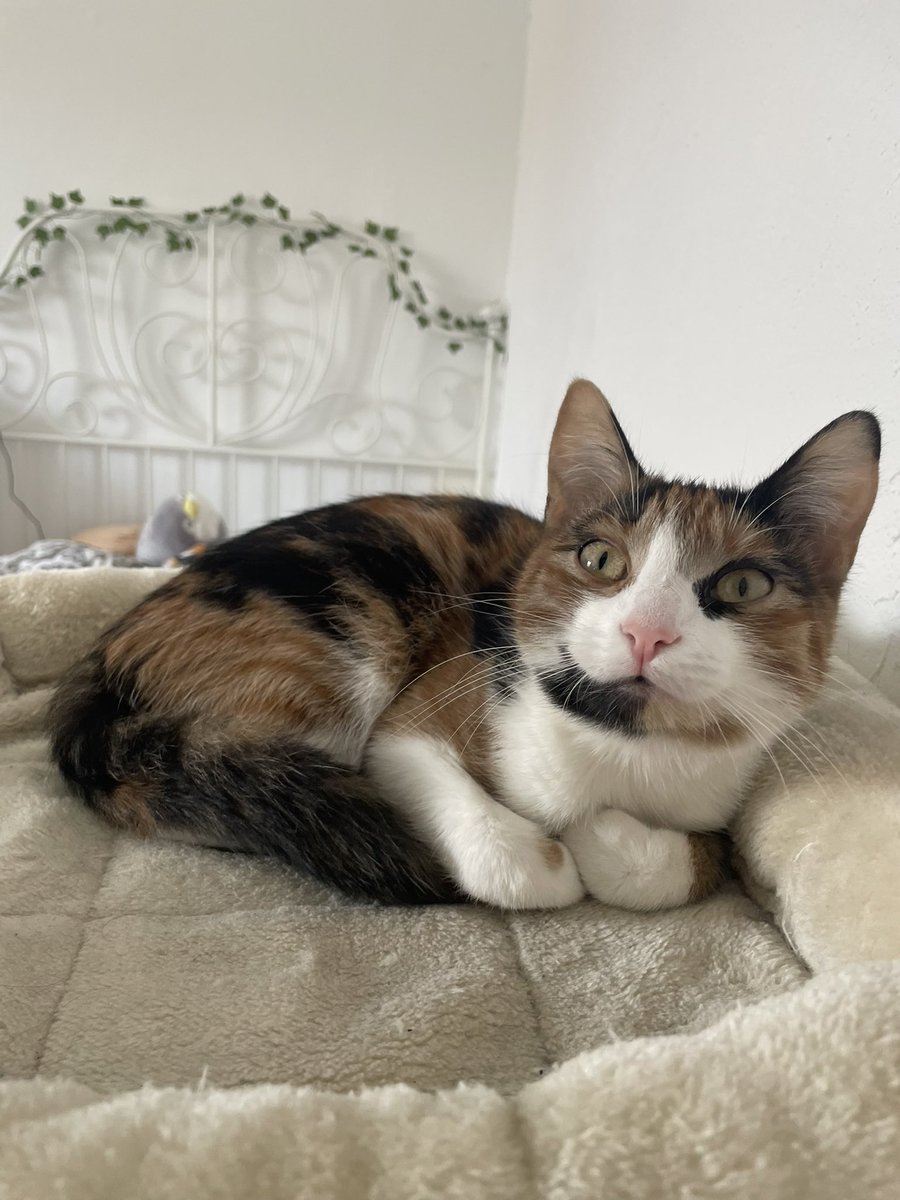 vorstadtratte's tweet image. habt ihr schon mal euer haustier vor den spiegel gehalten und gesagt "guck mal das bist du"??
Ich gerade mit Yuki😭😂
Thats her 🥰🥰