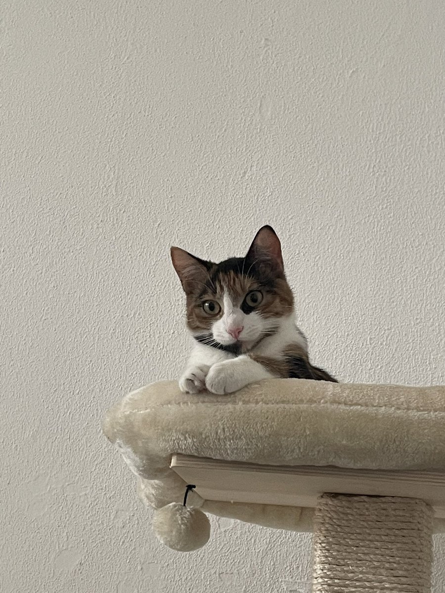 vorstadtratte's tweet image. habt ihr schon mal euer haustier vor den spiegel gehalten und gesagt "guck mal das bist du"??
Ich gerade mit Yuki😭😂
Thats her 🥰🥰