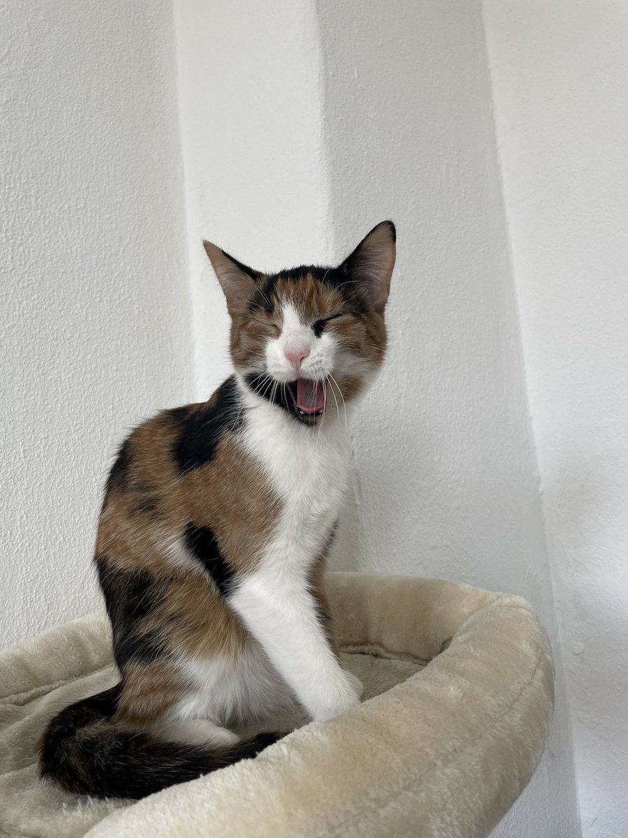 vorstadtratte's tweet image. habt ihr schon mal euer haustier vor den spiegel gehalten und gesagt "guck mal das bist du"??
Ich gerade mit Yuki😭😂
Thats her 🥰🥰