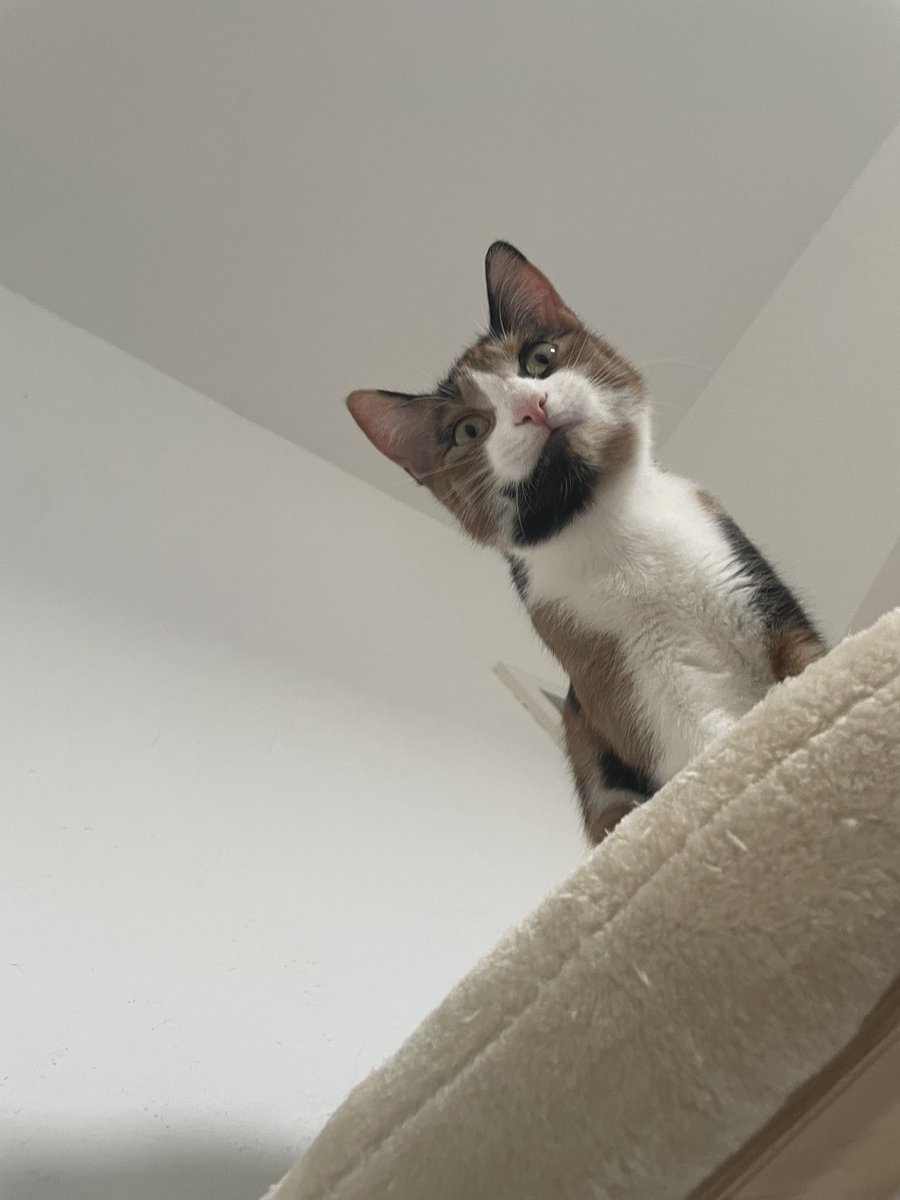 vorstadtratte's tweet image. habt ihr schon mal euer haustier vor den spiegel gehalten und gesagt "guck mal das bist du"??
Ich gerade mit Yuki😭😂
Thats her 🥰🥰