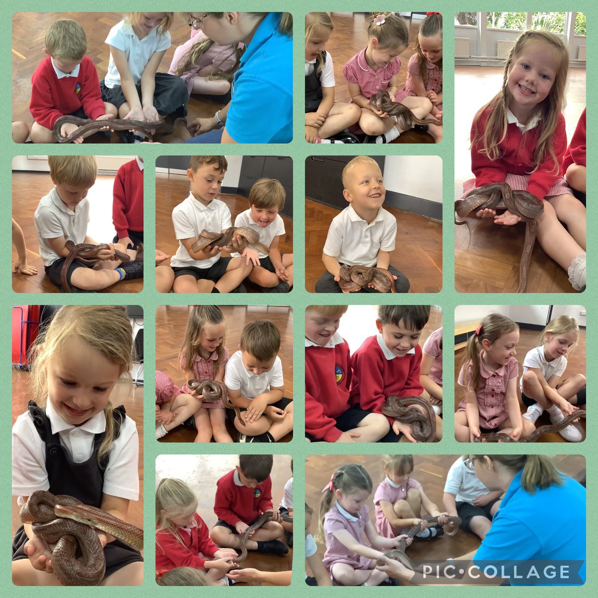 Springfield_Pri's tweet image. Reception loved meeting Midnight &amp;amp; Oreo the Guinea pigs, Mindy the bearded dragon, Alice the giant millipede, Lucy the leaf insect &amp;amp; Ruby the corn snake. Thank you Lion Learners! #springfieldeyfs #springfieldscience #springfieldpd