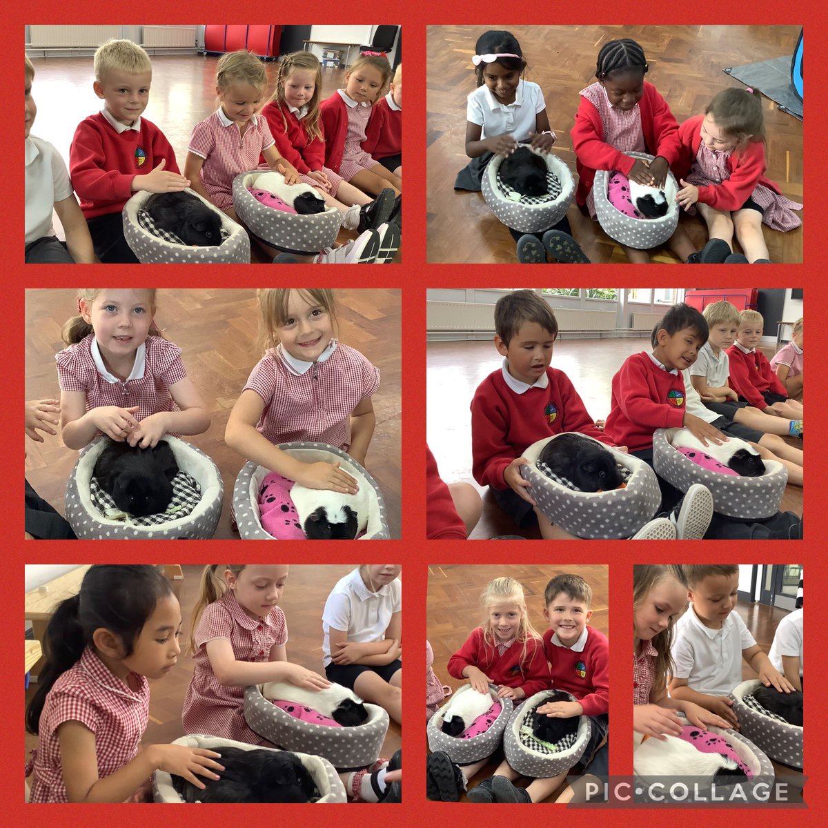 Springfield_Pri's tweet image. Reception loved meeting Midnight &amp;amp; Oreo the Guinea pigs, Mindy the bearded dragon, Alice the giant millipede, Lucy the leaf insect &amp;amp; Ruby the corn snake. Thank you Lion Learners! #springfieldeyfs #springfieldscience #springfieldpd