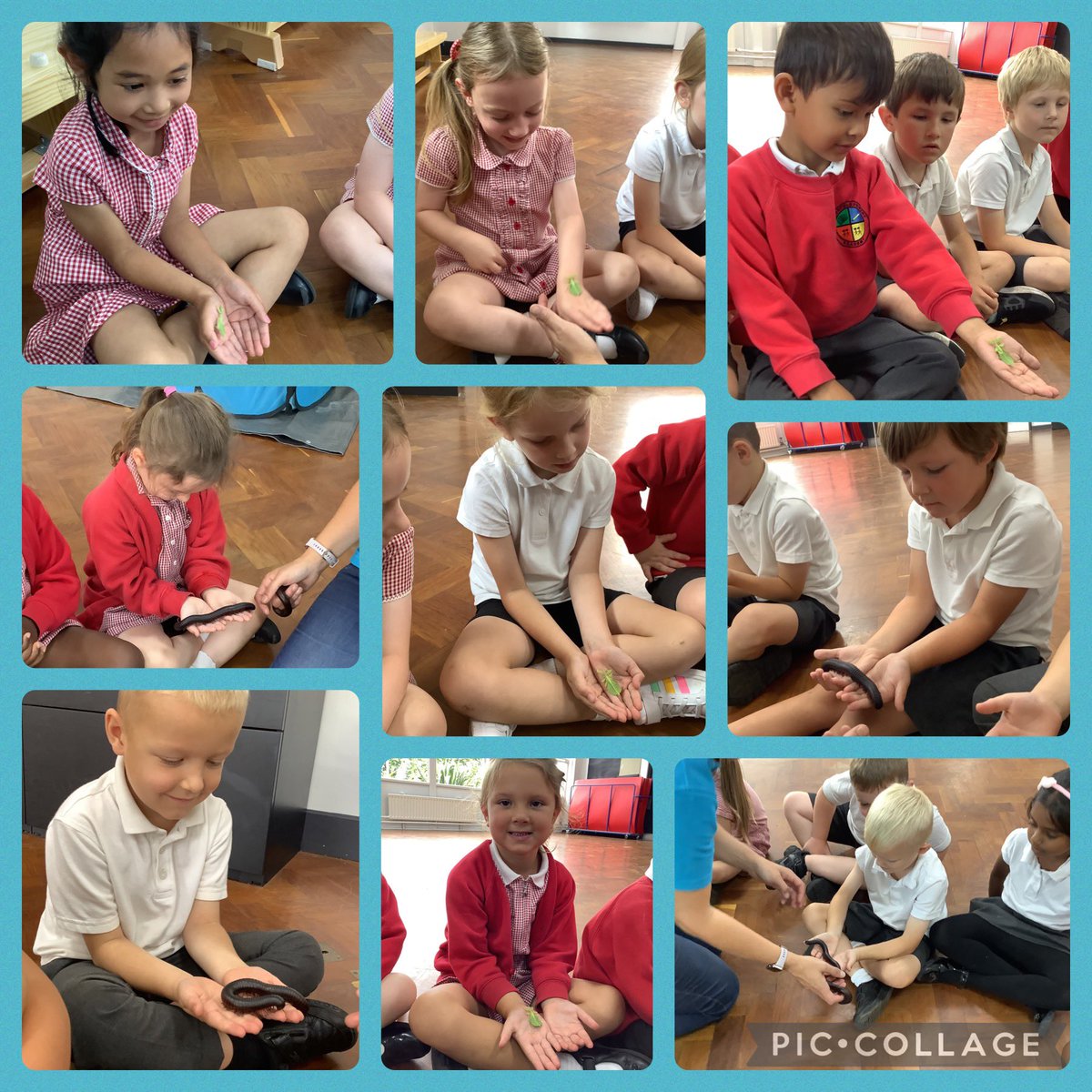 Springfield_Pri's tweet image. Reception loved meeting Midnight &amp;amp; Oreo the Guinea pigs, Mindy the bearded dragon, Alice the giant millipede, Lucy the leaf insect &amp;amp; Ruby the corn snake. Thank you Lion Learners! #springfieldeyfs #springfieldscience #springfieldpd