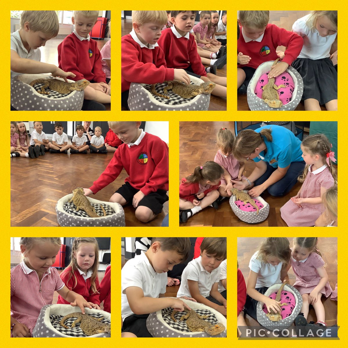 Springfield_Pri's tweet image. Reception loved meeting Midnight &amp;amp; Oreo the Guinea pigs, Mindy the bearded dragon, Alice the giant millipede, Lucy the leaf insect &amp;amp; Ruby the corn snake. Thank you Lion Learners! #springfieldeyfs #springfieldscience #springfieldpd